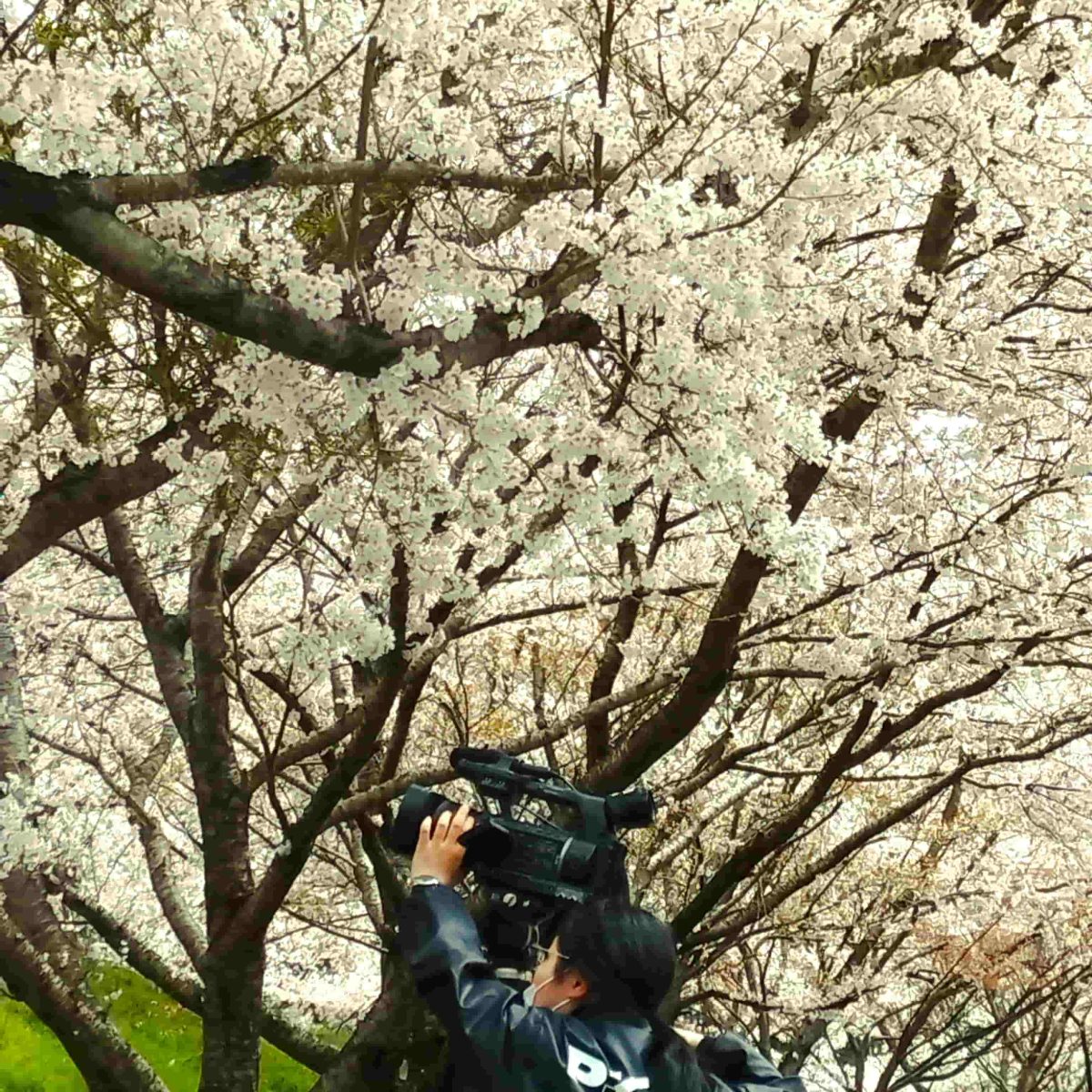 カヌー公園の桜を取材していただきました